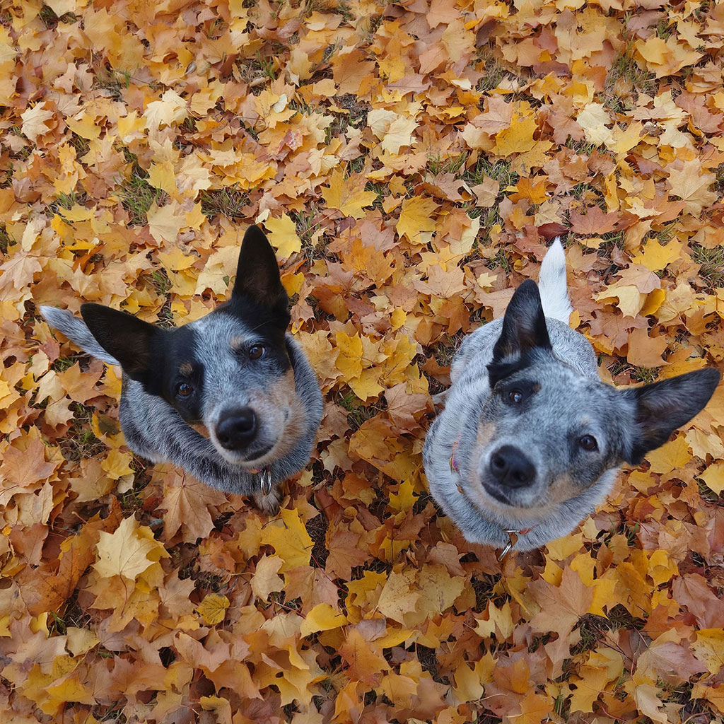 Кинолог Ася Окорочкова со своими собаками породы австралийский хилер (австралийская пастушья собака) — Шеней и Василисой