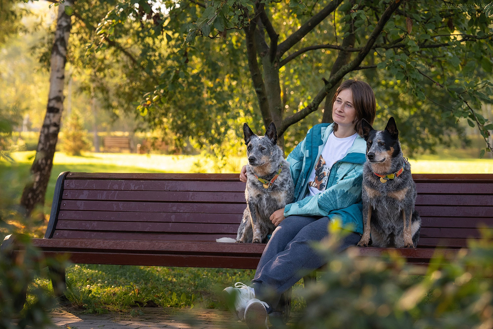 Кинолог Ася Окорочкова дрессирует австралийского хилера в Москве. Коррекция поведения австралийского хилера