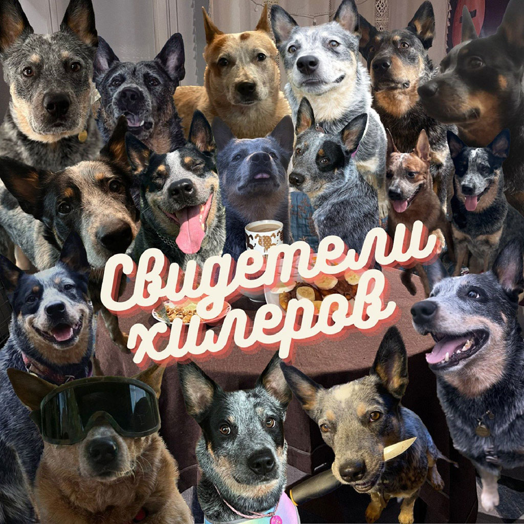 Подкаст Свидетели хилеров — Трехголовый кинолог: разбор особенностей породы австралийский хилер и их поведения